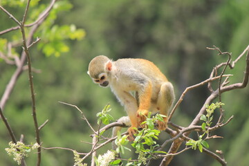monkey on a tree