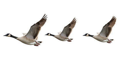 Obraz premium geese flying isolated on transparent background