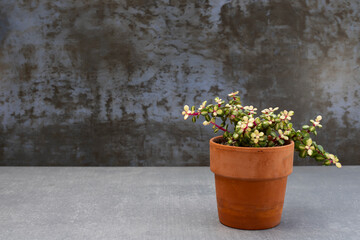 Portulacaria afra F. variegata, rainbow bush or elephant bush in a clay flowerpot with blank space for your text