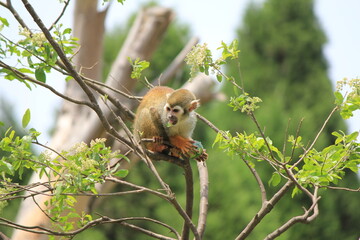 monkey on a tree
