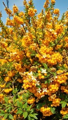 Low-lying sea buckthorn bush laden with yellow berries and blossoms, shrub, blossoms, healthy