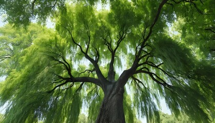 Fototapeta premium Weeping Willow Tree Canopy