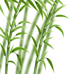 Green bamboo background. Bamboo stems, branches and leaves