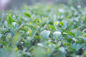 Obraz premium Green tea buds and leaves at early morning on plantation, tea plantation background, tea plantation in morning light, Green tea buds and leaves at early morning on plantation
