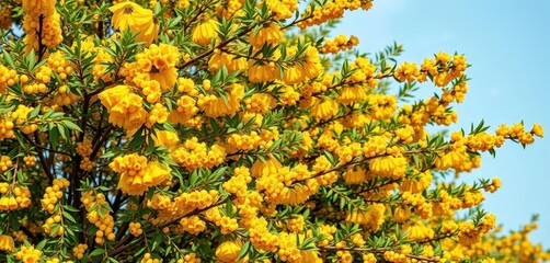 Low-growing sea buckthorn bush laden with bright yellow berries and blossoms, thorny bush, bright, vibrant