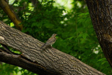 Fieldfare Perched on a Tree Branch in summer day
