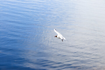 Black-headed Gull in Flight Over Water