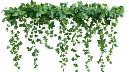 Fototapeta premium Green Ivy Garland: Lush, verdant ivy vines cascade downwards, creating a natural and elegant decor element perfect for adding a touch of greenery to any space.