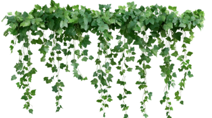 Green Ivy Garland: Lush, verdant ivy vines cascade downwards, creating a natural and elegant decor element perfect for adding a touch of greenery to any space.