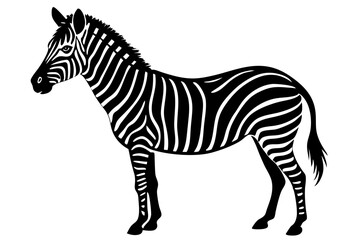 zebra vector illustration