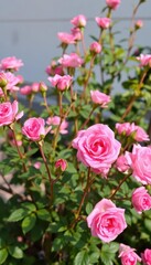 Delicate pink rose bush, single long-stemmed blooms, high resolution, flowering plant, blossom