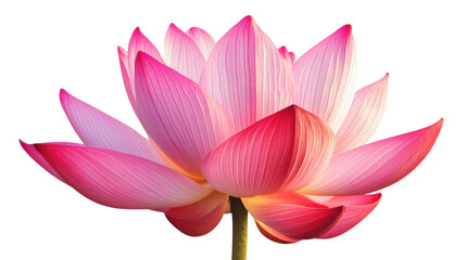 Obraz premium Pink Lotus Blossom: A captivating image showcasing the delicate beauty of a pink lotus blossom. The intricate details of the petals, their soft pink hues and gentle curves.