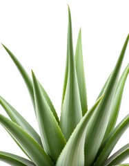 Obraz premium Isolated aloe vera plant with thick succulent leaves against a pure white background, pattern, white background