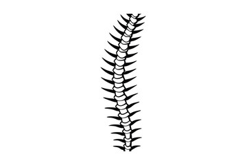 a spine with delicate shading lines   