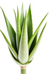 Obraz premium A lush aloe vera plant, isolated on a pure white background, isolated, plantation, gardening