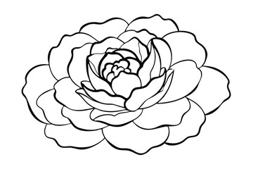 Symmetrical lotus flower with intricate center    