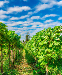 Fototapeta premium green rows of plantation farmland with young plant growth. farm landscape of agricultural countryside