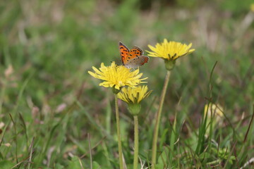 公園のたんぽぽの蜜を吸う蝶