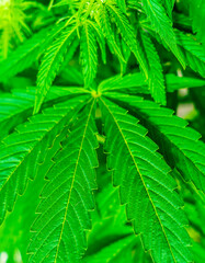 Cannabis plant and green leaves and white flowers. Growing organic medicinal cannabis plant indoors for CBD