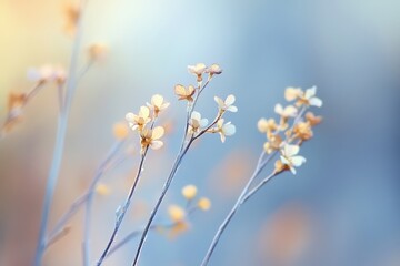 Small delicate flowers softly illuminated in a tranquil blurred background