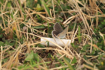 たばこの蜜を吸う蝶