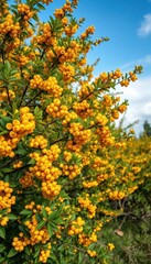 Fototapeta premium Low-growing sea buckthorn bush laden with vibrant yellow berries and blossoms, shrub, natural, closeup