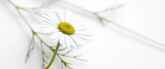 Fototapeta premium Single chamomile stem, delicate white petals, vibrant green stem, pure white background, photography, spring