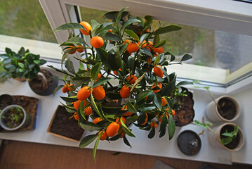 A top view shot of a Kumquats citrus tree standing in the window, with other plants and saplings out of focus in the background. Concept of plant love. 