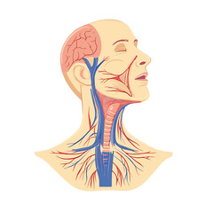 Detailed Human Head And Neck Anatomy Illustration