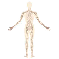 Detailed Human Nervous System Diagram