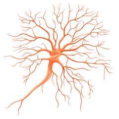 Detailed Illustration of a Neuron Cell with Branching Network
