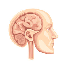 Detailed Illustration of Human Brain and Head Anatomy in Profile View