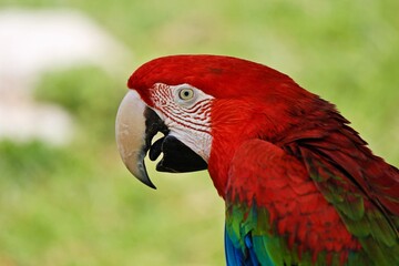 scarlet macaw parrot