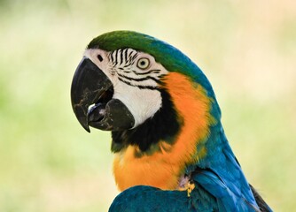 blue and gold macaw