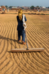 A boy in the fields is drying paddy rice manually with the traditional method. 