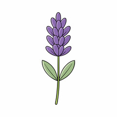 violet flower isolated on white background