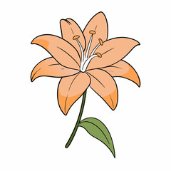 orange lily flower