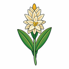 yellow flower isolated on white