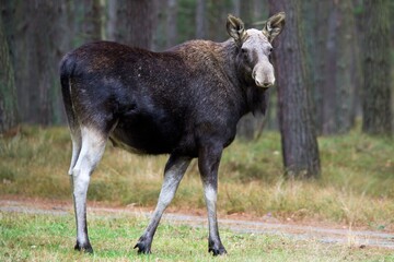 moose in forest