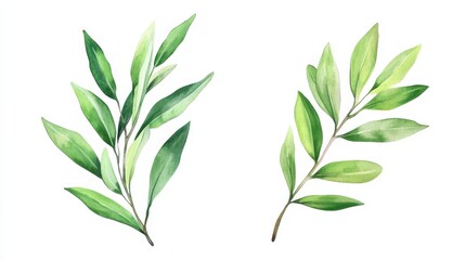 Fototapeta premium Watercolor floral illustration set - green leaf branches collection, for wedding stationary, greetings, wallpapers, fashion, background. Eucalyptus, olive, green leaves, etc. illustration