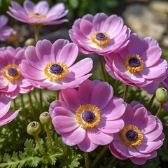 Delicate Pink Anemone Flowers in Bloom