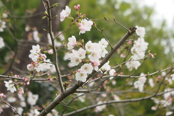 昭和記念公園の満開の桜のアップの風景1