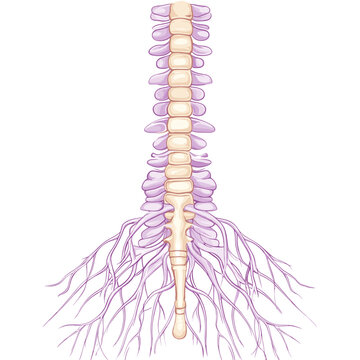 Detailed Anatomical Illustration of the Human Spine and Nerve Roots