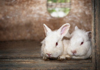 Two cute white rabbits lying together