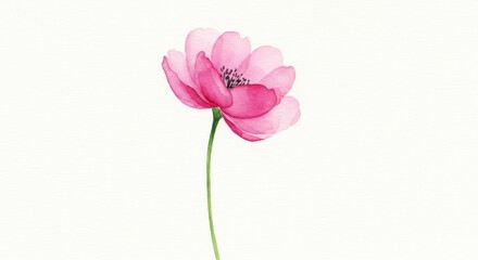 Obraz premium A minimalist watercolor illustration of a single pink flower with a slender green stem and delicate translucent petals