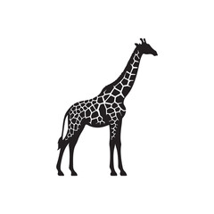 Giraffe silhouette isolated on white background Vector illustration