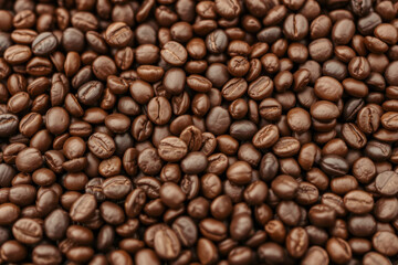 Fototapeta premium Roasted coffee beans in plantation. Fresh aromatic. Coffee production, agriculture, caffeine. Harvest crop.