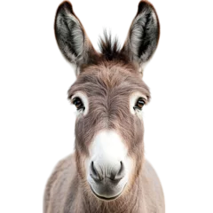 Gardinen Close up portrait of a cute donkey farm animal with big eyes and ears on black background isolated image on transparent background © Waqas