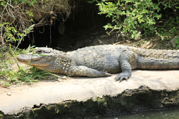 alligator in the everglades