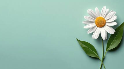 Obraz premium Illustration vector of seamless daisy flower and leaf minimalist, pastel color shade, minimalist style, blank space area on left or right side for frame for overlaying text or mockup